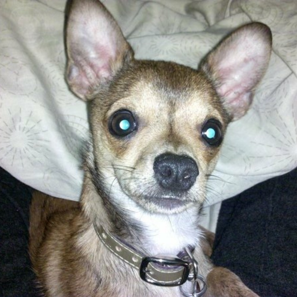 Meet your Posher, Amy